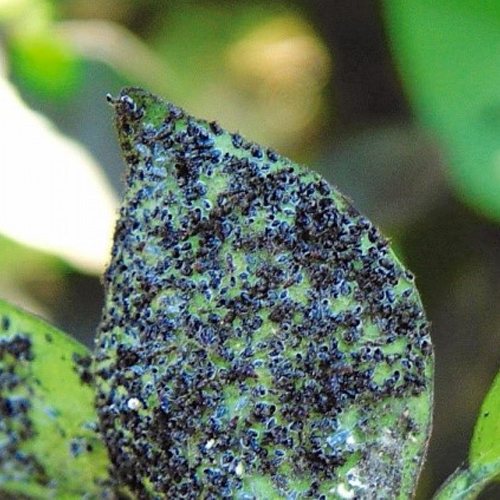 [:pt]Pesquisadores do ITP desenvolvem bionseticida para combater a mosca negra do citros[:]