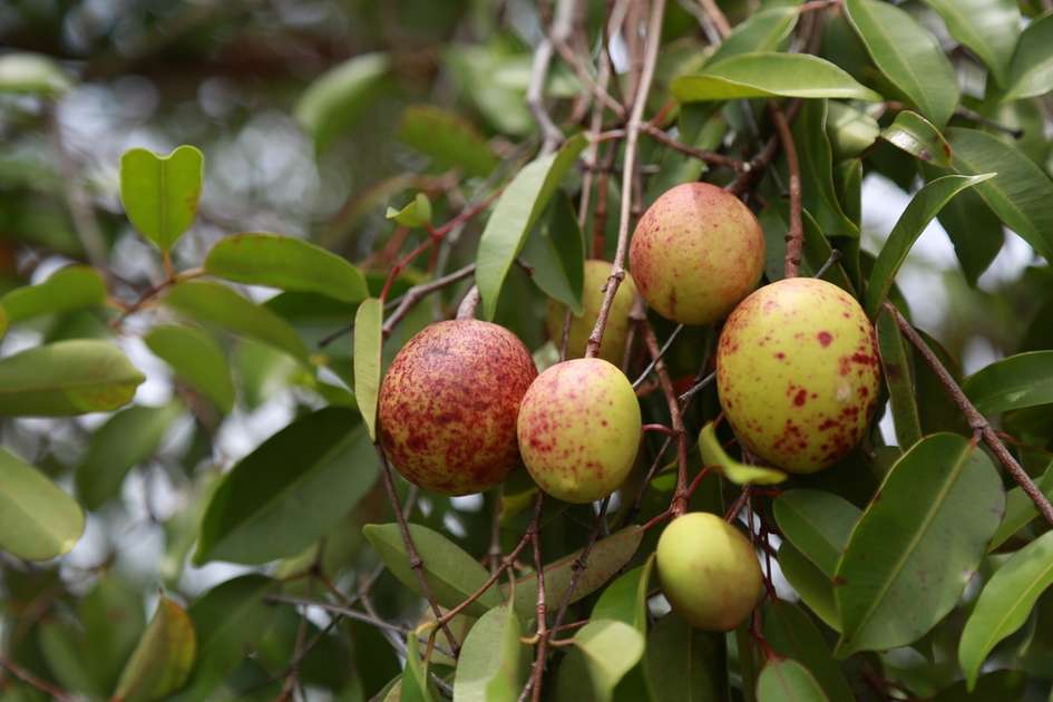 A mangaba que rende frutos para a saúde e para a beleza
