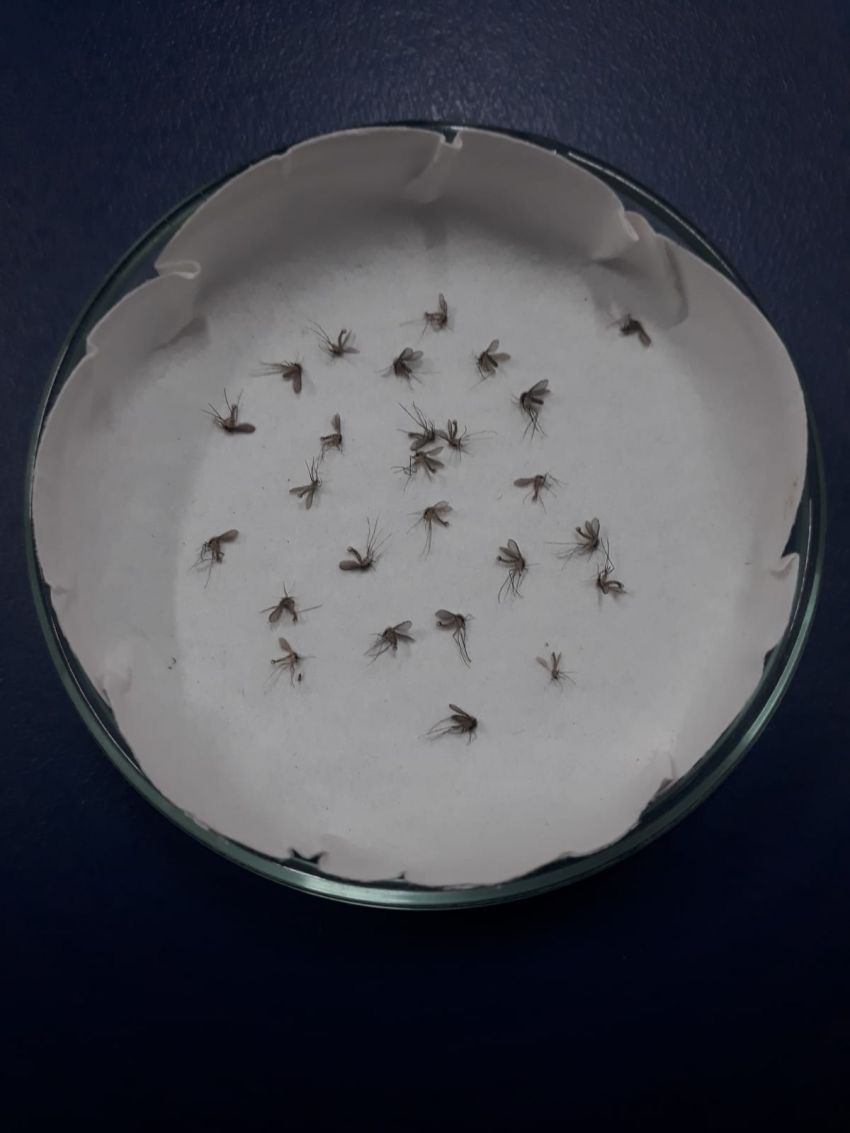 Sergipe tem vigilância entomológica após alta de casos de leishmanioses